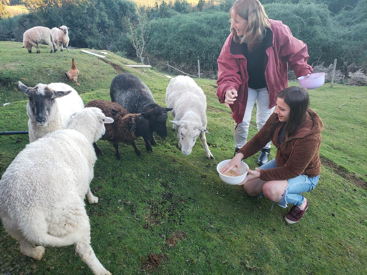 Cabana Nueva En Ancud Chiloe Экстерьер фото